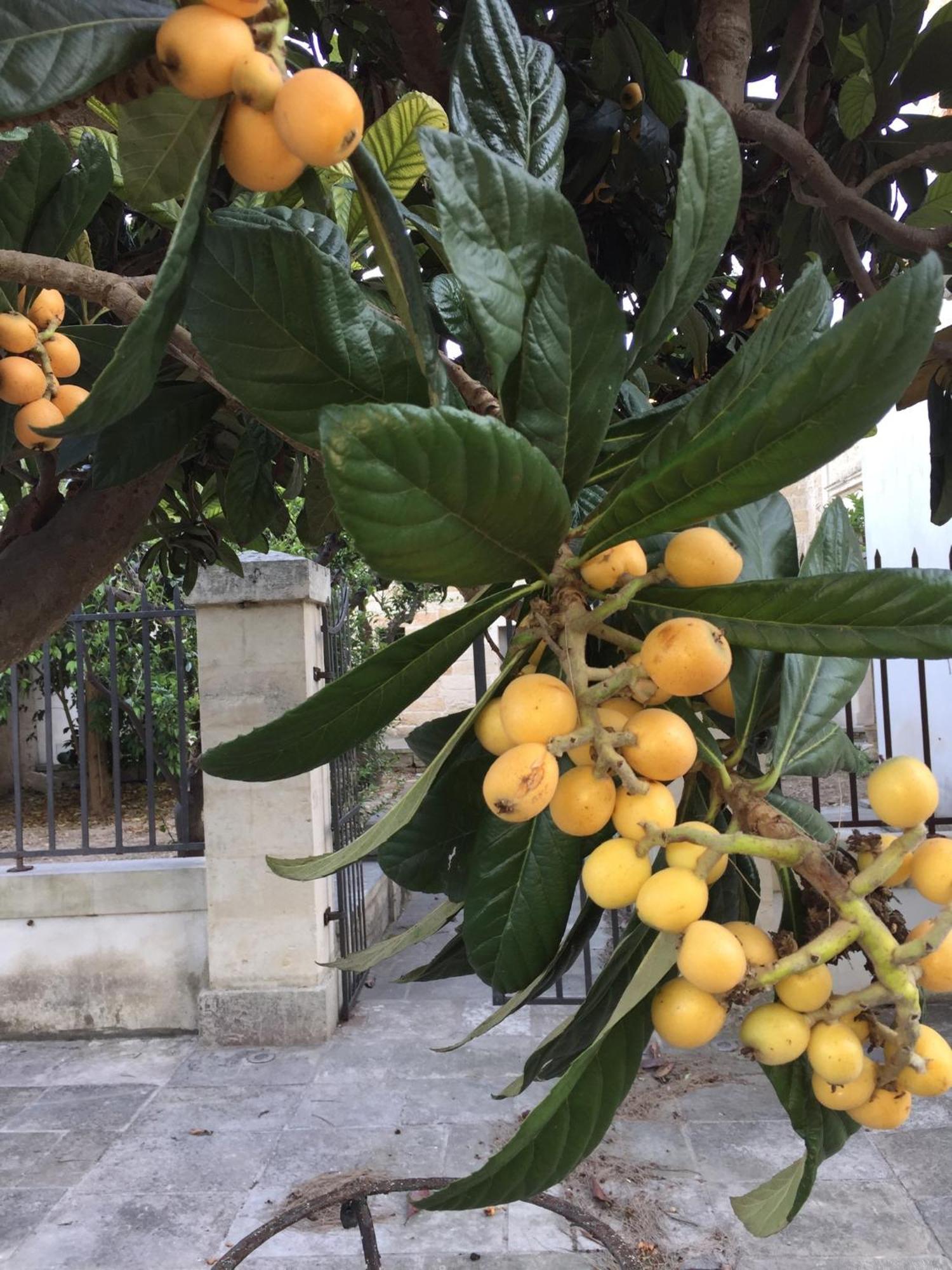 레체 Palazzo De Carlo E Il Parco Dei 7 Pozzi B&B 외부 사진